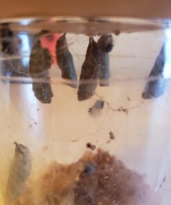 5 Live Caterpillars Shipped Now- Butterfly Kit Refill 57 61WUzeitrJL