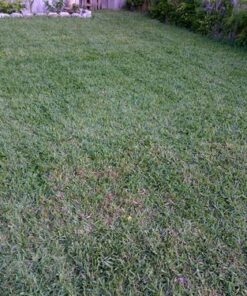 Greenworks 10 Amp 16-inch Corded Mower, 25142 16" Corded Mower 77 61WXKjXTVqL