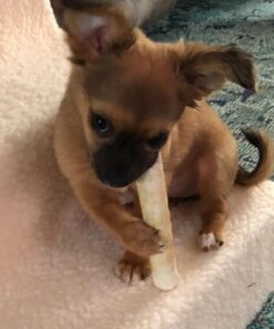 Busy Rollhide Dog Treats 15 Rolls, 20 Oz. pack 6 61Wl3tHOn2L