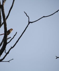 Wagner's 62012 Southern Regional Blend Wild Bird Food, 20-Pound Bag 26 61Wls1kquFL