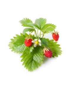 Alternative view of Click and Grow SGR24x3 Smart Garden Wild Strawberry Plant Pods, 3-Pack