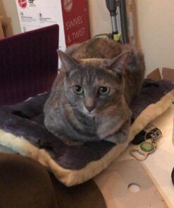 MidWest Homes for Pets Reversible Paw Print Pet Bed in Blue / White, Dog Bed Measures 17L x 11W x 1.5H for 'Tiny' Dog Breed, Machine Wash 17.0"L x 11.0"W x 1.5"Th 33 61Wq8ZOY4LL