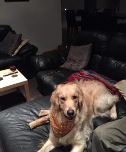 Busy Rollhide Dog Treats 15 Rolls, 20 Oz. pack 5 61WqxWgLzL