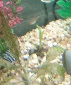 Aponogeton Ulvaceus Bulb - Aquarium Plant for Aquariums with temperatures Under 72F 36 61X6bfULGYL