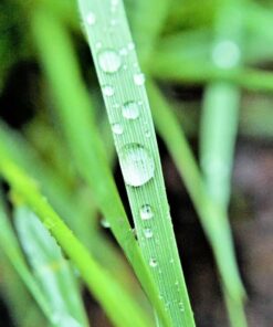 52MM 0.43x Altura Photo Professional HD Wide Angle Lens (w/Macro Portion) for Nikon D7100 D7000 D5500 D5300 D5200 D5100 D3300 D3200 D3100 D3000 DSLR Cameras 52MM 66 61XIBm0nuQL