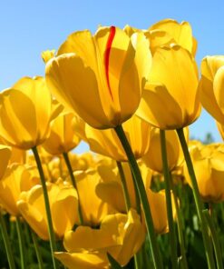 Home Spa Gift Basket - Honey & Almond Scent - Luxury Bath & Body Set For Women and Men With Shower Gel, Bubble Bath, Body Lotion, Bath Salt, Bath Bomb, Bath Puff & Handmade Weaved Basket 25 61XSgQWcutL