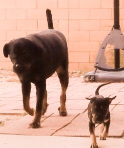 Zesty Paws Multivitamin Treats for Dogs - Glucosamine Chondroitin for Joint Support + Digestive Enzymes & Probiotics - Grain Free Dog Vitamin for Skin & Coat + Immune Health - Chicken Flavor - 90ct 90 Count (Pack of 1) 44 61XaEKKamL 2