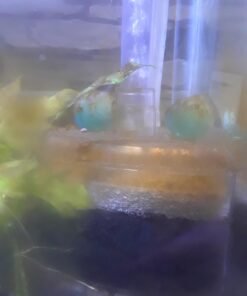 Aquapapa Corner Filter Bio Sponge Ceramic Air Pump Driven for Fry Shrimp Nano Fish Tank Aquarium XY-2008 (Ship from CA USA) 1-Pack 24 61Xe h0iDML