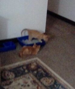 Van Ness Cat Pan - Medium (Assorted Colors) Blue 22 61XfZA8vN1L