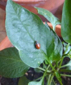 300 Live Ladybugs - Good Bugs - Ladybugs - Guaranteed Live Delivery! 47 61Xha5a5aSL