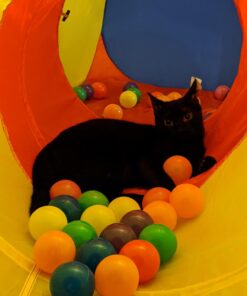 Kiddey Tunnel and Ball Pit Play Tent | 3pc Pop Up Toddler Gym Tunnels with Tents for Kids, Toddlers, Infants Boys & Girls | Indoor & Outdoor Gift Game | Baby Crawling Pits for Playground 3 Pc. Play Tent 32 61Xk9T8BP5L