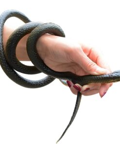 Odowalker Lifelike Rubber Black Fake Snake Looks Like Real Gag Gift Prank Joke 52 Inch for Halloween Party,April Fool's Day,Scare Friends,Garden Decor 10 61XkDr512aL