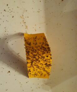 Safer Brand 5026 Houseplant Sticky Stake Insect Traps for Indoor Plants - Controls Fungus Gnats, Whiteflies, Midges, Thrips, Fruit Flies, and Black Flies - 1 Pack, 7 Traps 27 61Y3aYRVY1L