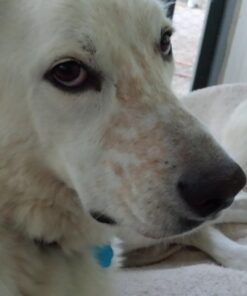 Hill's Science Diet Dry Dog Food, Adult 7+ for Senior Dogs, Chicken Meal, Barley & Rice Recipe, 33 lb. Bag 33 Pound (Pack of 1) 27 61YIVxK7SOL 2