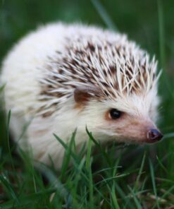 Hoya ALPHA CIR-PL 49MM 17 61YKvvZus7L