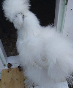 Adore 12" Standing Puffy The Silkie Chicken Plush Stuffed Animal Toy 18 61YLiqODrgL