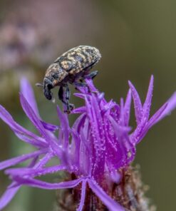 Nikon AF-S VR Micro-NIKKOR 105mm f/2.8G IF-ED Lens Lens Only 45 61YNPfJPipL