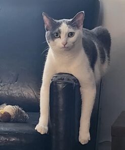 Dr. Elsey’s Premium Clumping Cat Litter - Ultra - 99.9% Dust-Free, Low Tracking, Hard Clumping, Superior Odor Control, Unscented & Natural Ingredients 32 61YQPqfINGL