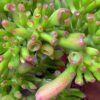 Hobbit Jade Plant - Crassula ovuta - Easy to Grow - 4.5" Pot 3 61YRtfi0EBL
