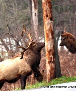 Allen Company - Ballistic Eye Protection for Men and Women - Shooting Accessories That Work with Prescription Glasses Yellow 33 61YVas7y9YL