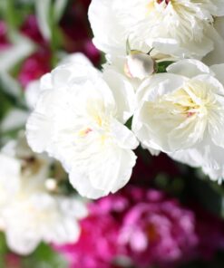 NEEWER 32 Inch/80 Centimeter Light Reflector Light Diffuser 5 in 1 Collapsible Multi Disc with Bag - Translucent, Silver, Gold, White, and Black for Studio Photography Lighting and Outdoor Lighting 80cm 49 61YWdRKdRRL