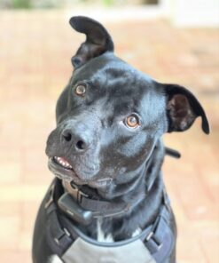 Wisdom Panel Breed Discovery Dog DNA Kit: Most Accurate Dog Breed Identification, Test for 365+ Breeds, MDR1 Health Test, Ancestry, Relatives 37 61YXwSXY4BL