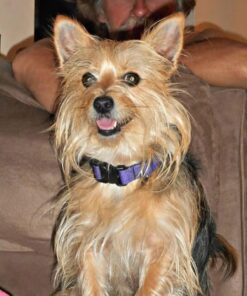 Vet’s Best Enzymatic Dog Toothpaste | Teeth Cleaning and Fresh Breath Dental Care Gel | Vet Formulated | 3.5 Ounces 1 Count 38 61YaCrtcL