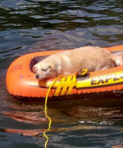 INTEX Explorer Inflatable Boat Series: Dual Air Chambers – Welded Oar Locks – Grab Handles – Bow Rope – Sporty Design Explorer 200 34 61Ygp1EPWL