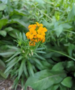 Eden Brothers All Perennial Wildflower Mixed Seeds for Planting, 1/4 lb, 120,000+ Seeds with Lupine, Shasta Daisy | Attracts Pollinators, Plant in Spring or Fall, Zones 3, 4, 5, 6, 7, 8, 9, 10 1/4 Pound 56 61YlreTZupL