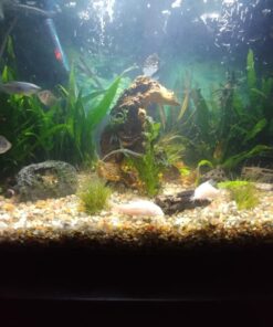 Seachem Flourish Excel 500 ml 55 61Yw7SN84zL