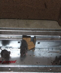 JT Eaton 421CL Repeater Multiple Catch Mouse Trap with Clear Inspection Window 23 61YwGUkifaL