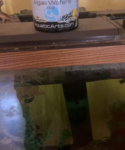 Aquatic Arts Algae Wafers (8 Ounce) Sinking Food for Live Aquarium Shrimp, Fish (Pleco/Tetra), Snails, and Bottom Feeders | High Protein Spirulina Blend Fish Food for Fish Tank Aquariums 29 61Z0p5EmlBL