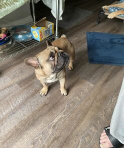 GORILLA SUPPLY Dog Poop Waste Bags with Dispenser and Leash Tie, 9" x 13", Blue, 1000 Count 37 61Z1TzAgMiL