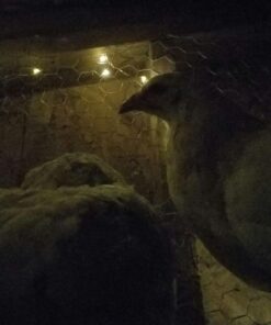 AMIR Upgraded Solar String Lights Outdoor, 8 Modes Mini 39Feet 120 LED Copper Wire Lights, Solar Powered Fairy Lights, Waterproof Decoration Lights for Garden Yard Party Wedding Christmas (Warm White) Warm White 34 61ZAX5i zOL