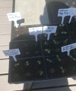 9GreenBox - Seedling Starter Trays, 144 Cells: (24 Trays; 6-Cells Per Tray), Plus 5 Plant Labels 19 61ZBgZoyCcL