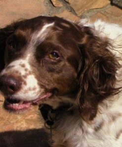 VETRISCIENCE Laboratories Vetri Mega Probiotic and Prebiotic for Dogs and Cats, 120 Capsules - Digestive Relief - Easy to Give Capsules - GI Support 29 61ZC8hSGSmL