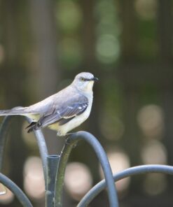 Nikon 200-500mm f/5.6E ED AF-S VR Zoom NIKKOR Lens- Bundle with 95mm Filter Kit, Flex Lens Shade, Cleaning Kit, Cap Leash, Software Package 40 61ZC9sY7YXL