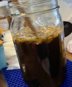 Quarter Cup Florida Sun Kefir Exclusive LIVE Prickly Pear Cactus Nodules Virgin Water Kefir Grains Unused 22 61ZE11oIUNL