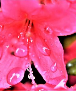 52MM 0.43x Altura Photo Professional HD Wide Angle Lens (w/Macro Portion) for Nikon D7100 D7000 D5500 D5300 D5200 D5100 D3300 D3200 D3100 D3000 DSLR Cameras 52MM 67 61ZJWaynqfL