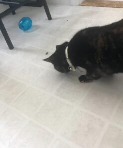 PetSafe Cat Egg-Cersizer Interactive Toy and Meal Dispenser, Use with Food or Treats - PTY00-13747,Blues & Purples Pack of 1 22 61ZLcI1gLOL 1