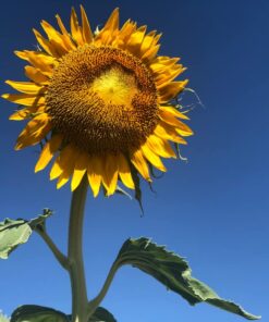 Mammoth Grey Stripe Sunflower Flower Seeds, 50+ Heirloom Seeds Per Packet, (Isla's Garden Seeds), Non GMO Seeds, Botanical Name: Helianthus annuus 19 61ZON9Oa4ZL