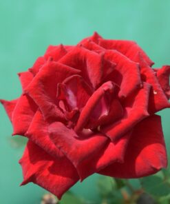 Nikon D3300 DX-format DSLR Kit w/ 18-55mm DX VR II & 55-200mm DX VR II Zoom Lenses and Case (Black) 48 61ZVhRyaObL