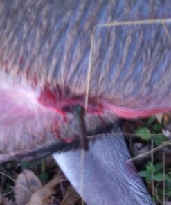 Swhacker SWH00207 #207 2 Inch Cut Broadheads Set of 3-100 Grain, Green, 2" 39 61ZXF0RfxhL