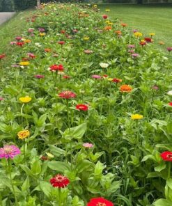 Alternative view of Zinnia California Giant Flower Seeds, 8 Oz, 22,000+ Seeds by Seeds2Go