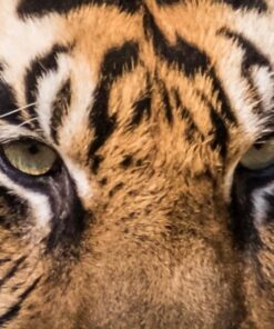 Sigma 150-600mm 5-6.3 Sports DG OS HSM Lens for Canon Canon SLR Mount US Version 107 61ZaN6GQk6L