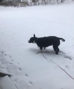 BV Pet Tie Out Cable for Dogs Up to 125 Pounds, 30 Feet (Red/ 125lbs/ 30ft) 125lbs/ 30ft/ Red 35 61Zb5hrlbKL