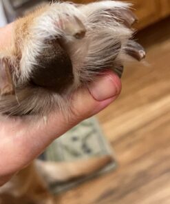 Boshel Dog Nail Clippers and Trimmer with Safety Guard to Avoid Over-Cutting Nails & Free Nail File - Razor Sharp Blades - Sturdy Non Slip Handles - for Safe, Professional at Home Grooming Large/Medium 44 61Zqd9og5aL