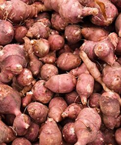 One Red Jerusalem Artichoke Tuber (Organic) - Hardy Red Fuseau Variety - (Sunroot 'chokes or Sunchoke) by Yumheart Gardens (1) 1