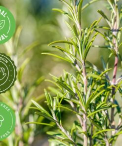 Rosemary Essential Oil - 1 fl oz - 100% Pure Essential Oil - GreenHealth Rosemary 15 61Zwze7Yb4L