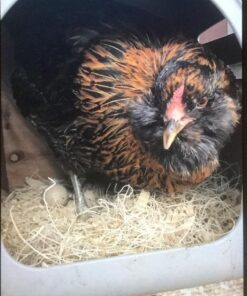 Little Giant® Plastic Chicken Nesting Box | Chicken Nest Box for Laying Hens | Chicken Bed | Egg Laying Chicken Box | Chicken Perch | Nesting Box for Chicken Coops 22 61Zx8INqe8L